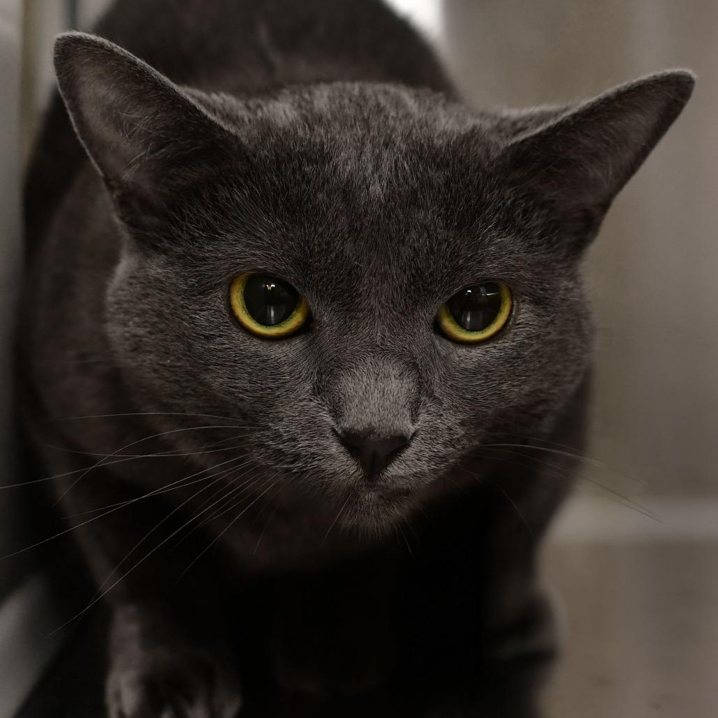 Smokey, Adoptable, Adult Female Domestic Short Hair.