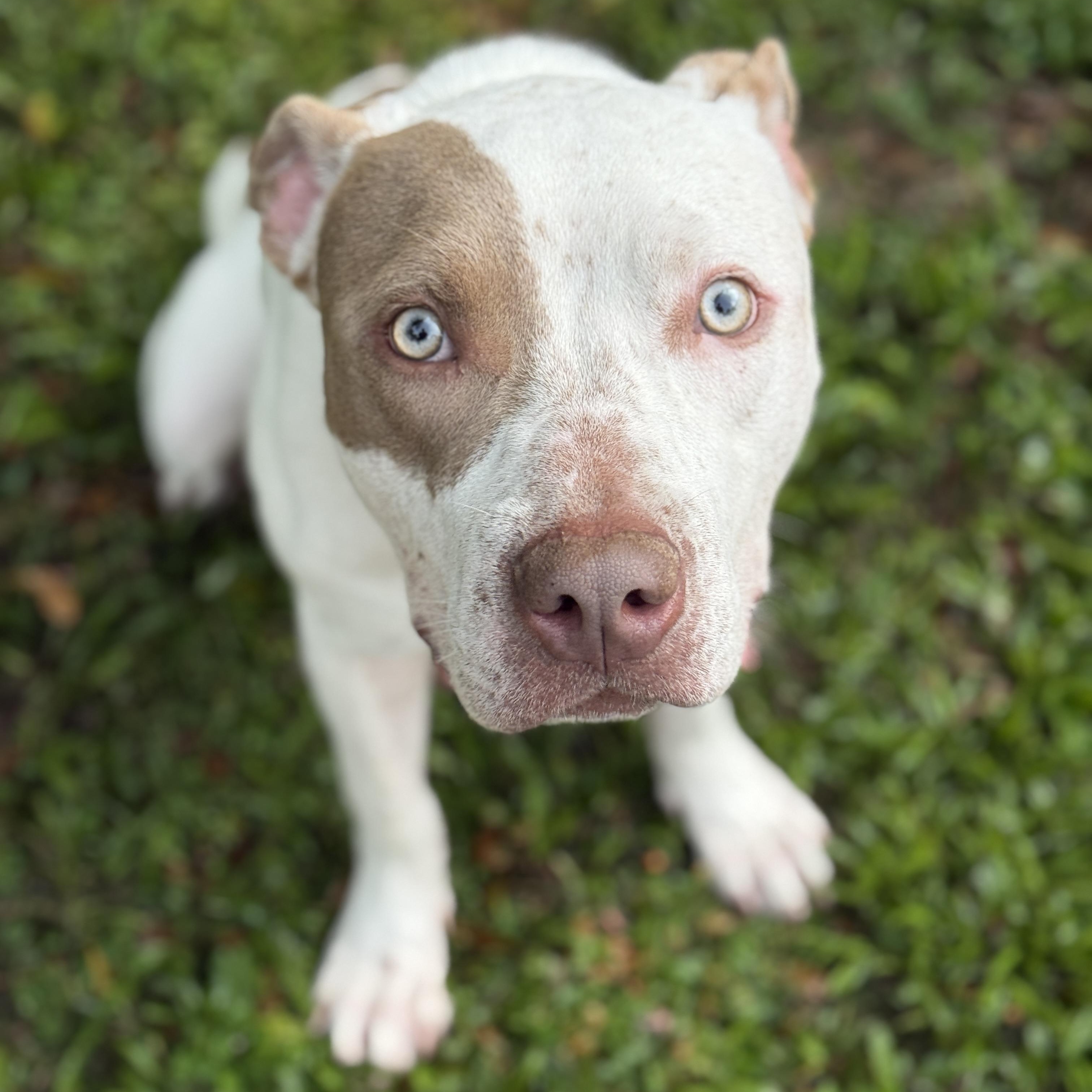 Enlarge Samson, a Adoptable American Bully in Deltona, FL image 3/5