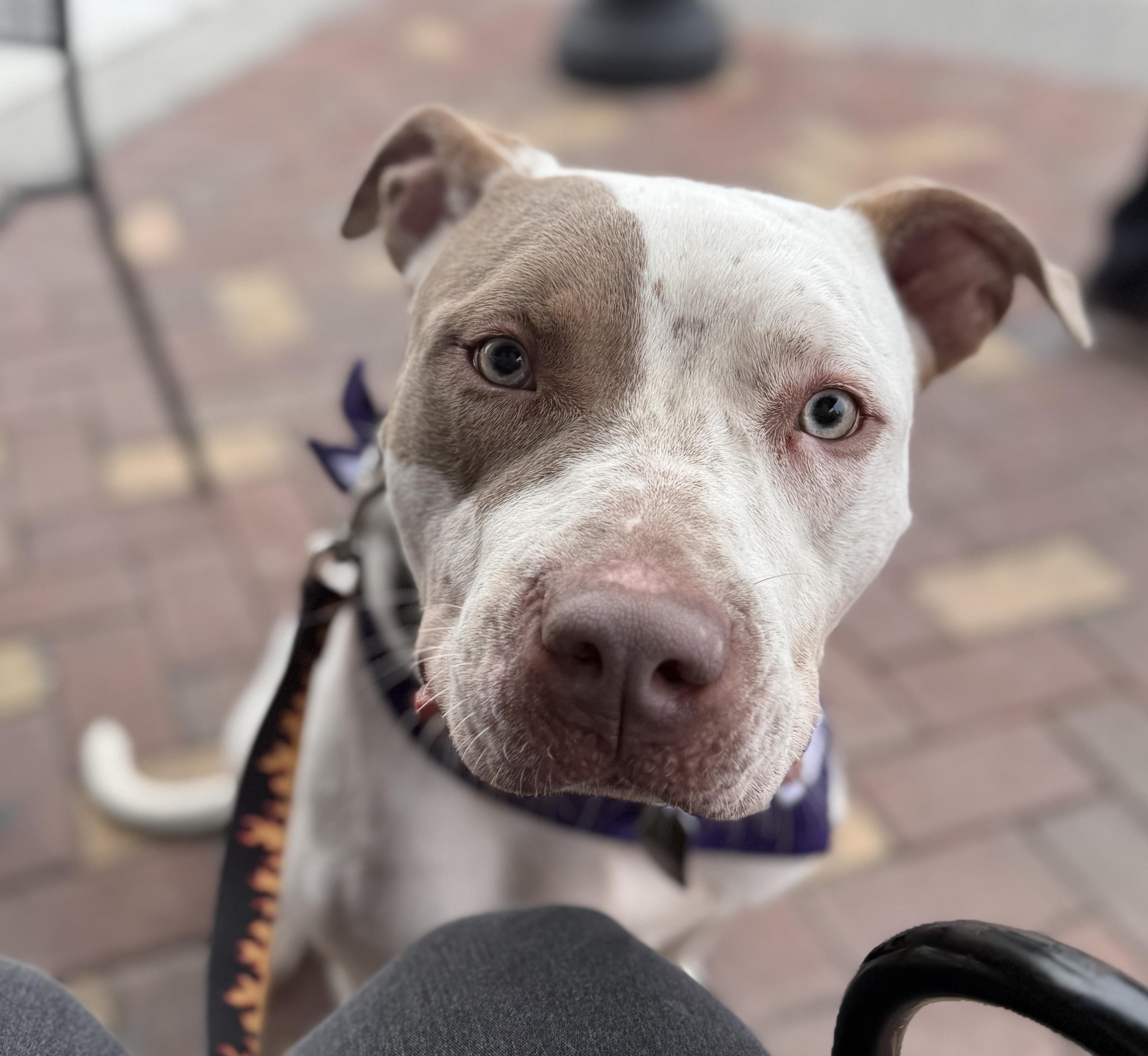 Enlarge Samson, a Adoptable American Bully in Deltona, FL image 1/6