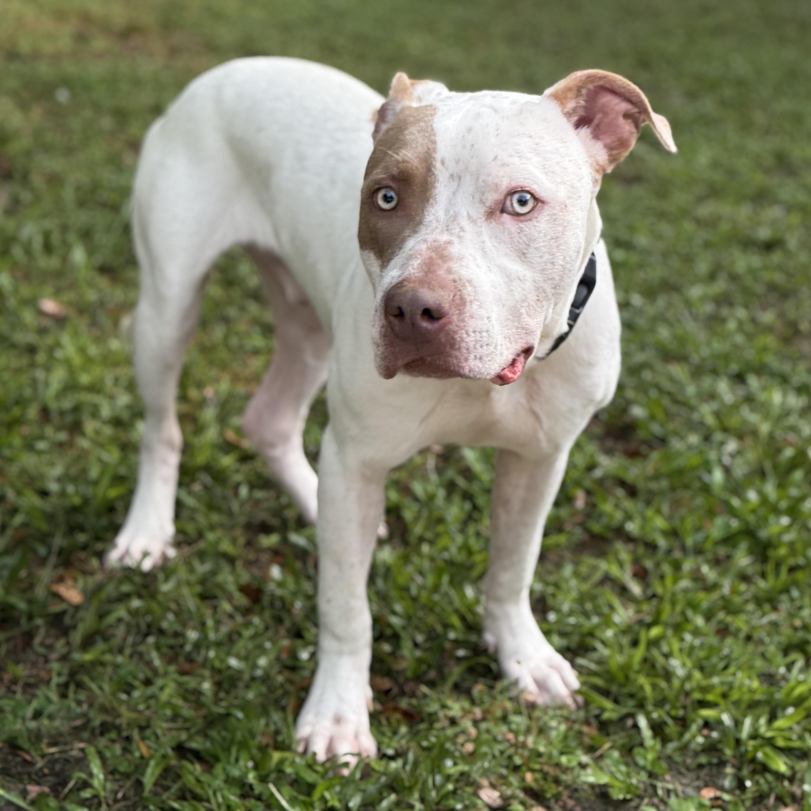 Enlarge Samson, a Adoptable American Bully in Deltona, FL image 5/5