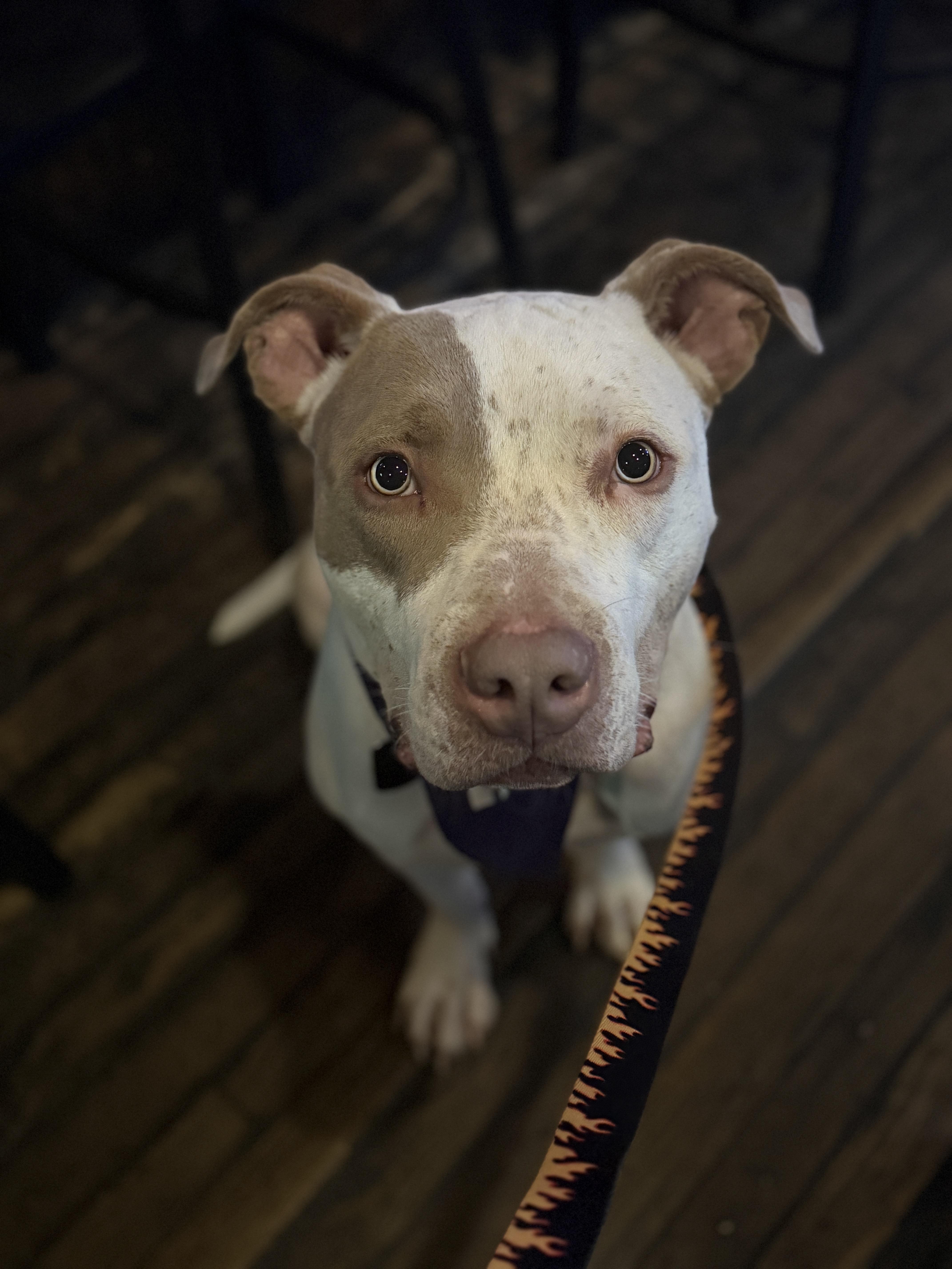 Enlarge Samson, a Adoptable American Bully in Deltona, FL image 4/6