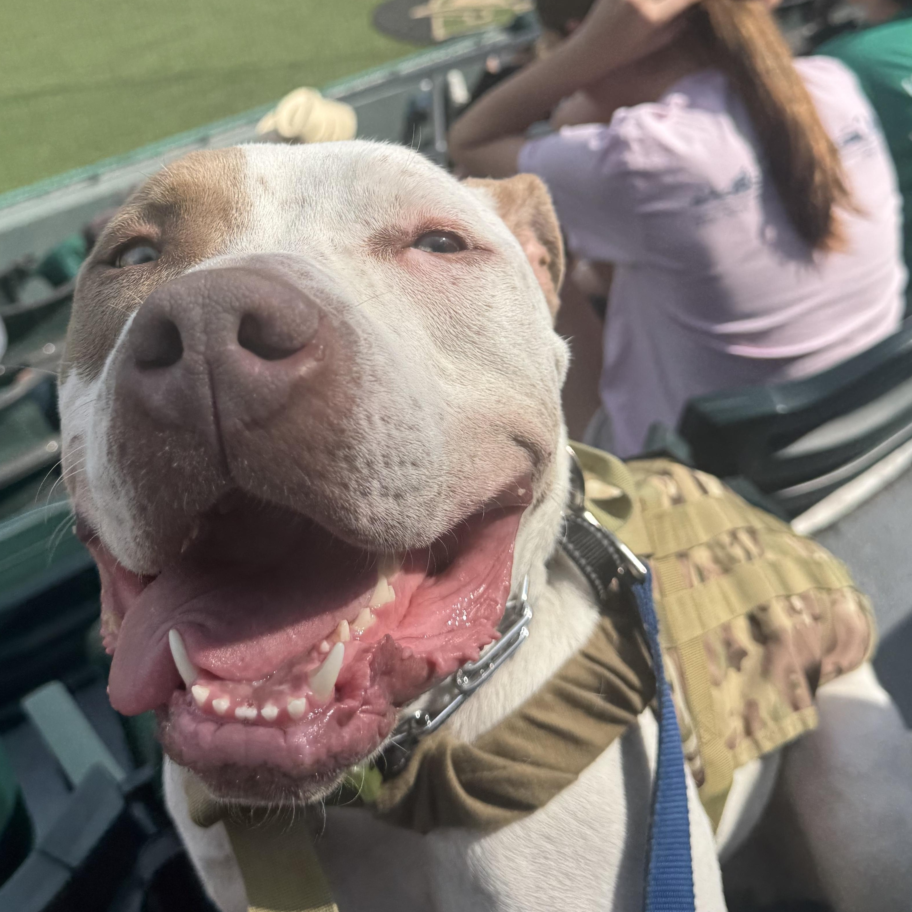 Enlarge Samson, a Adoptable American Bully in Deltona, FL image 6/6