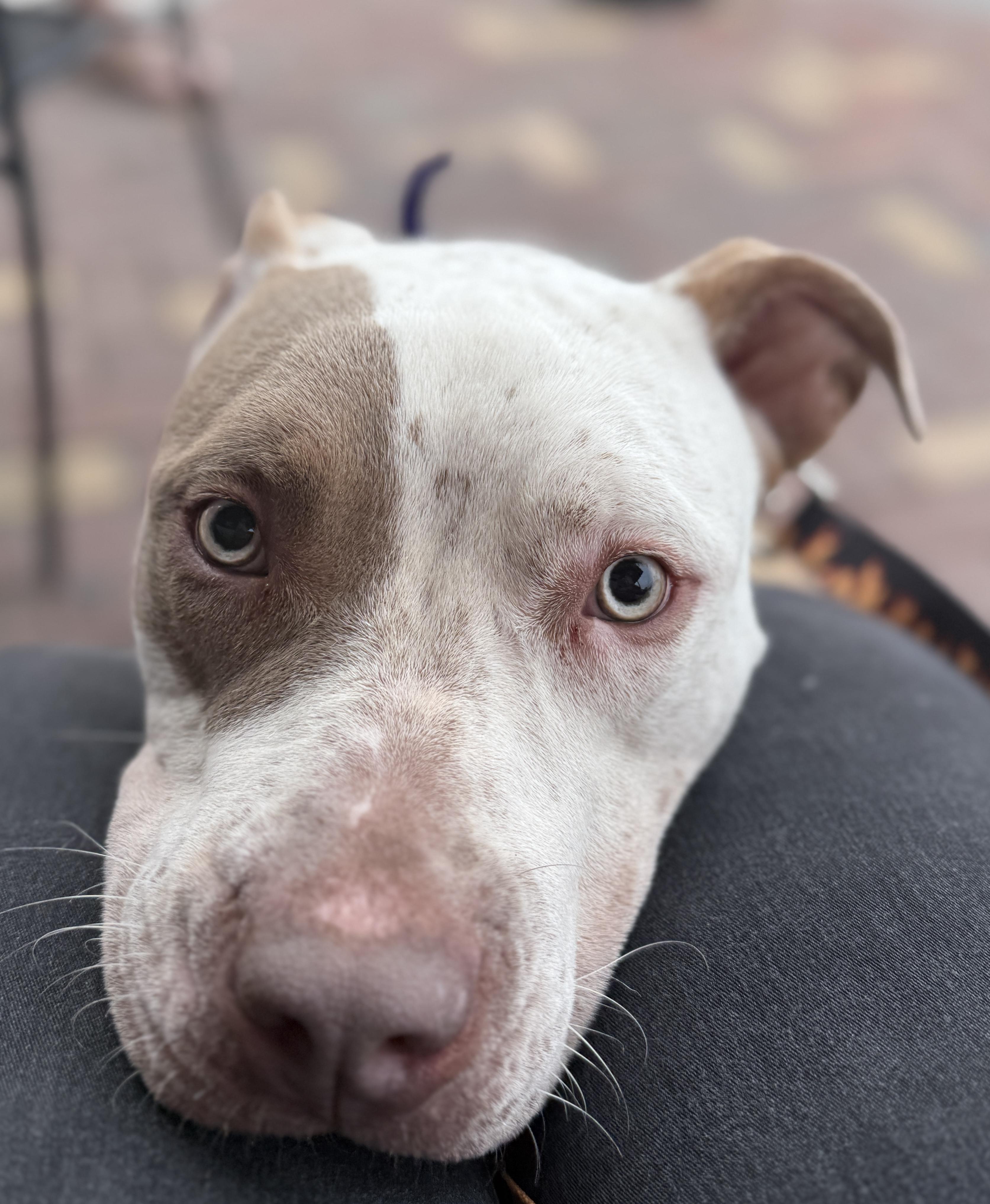 Enlarge Samson, a Adoptable American Bully in Deltona, FL image 5/6