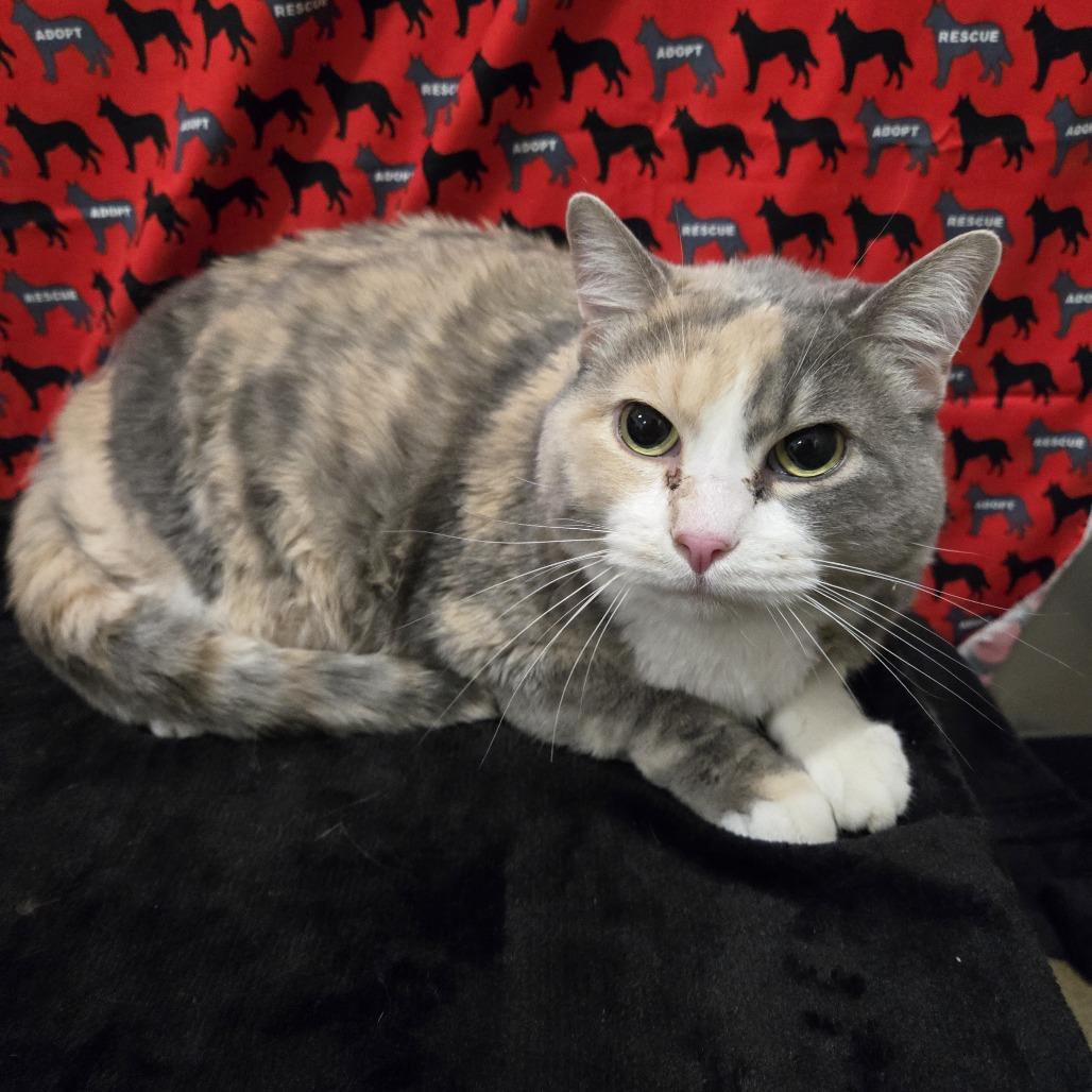Skinny Minny/ Kali, Adoptable, Adult Female Domestic Short Hair & Domestic Short Hair.
