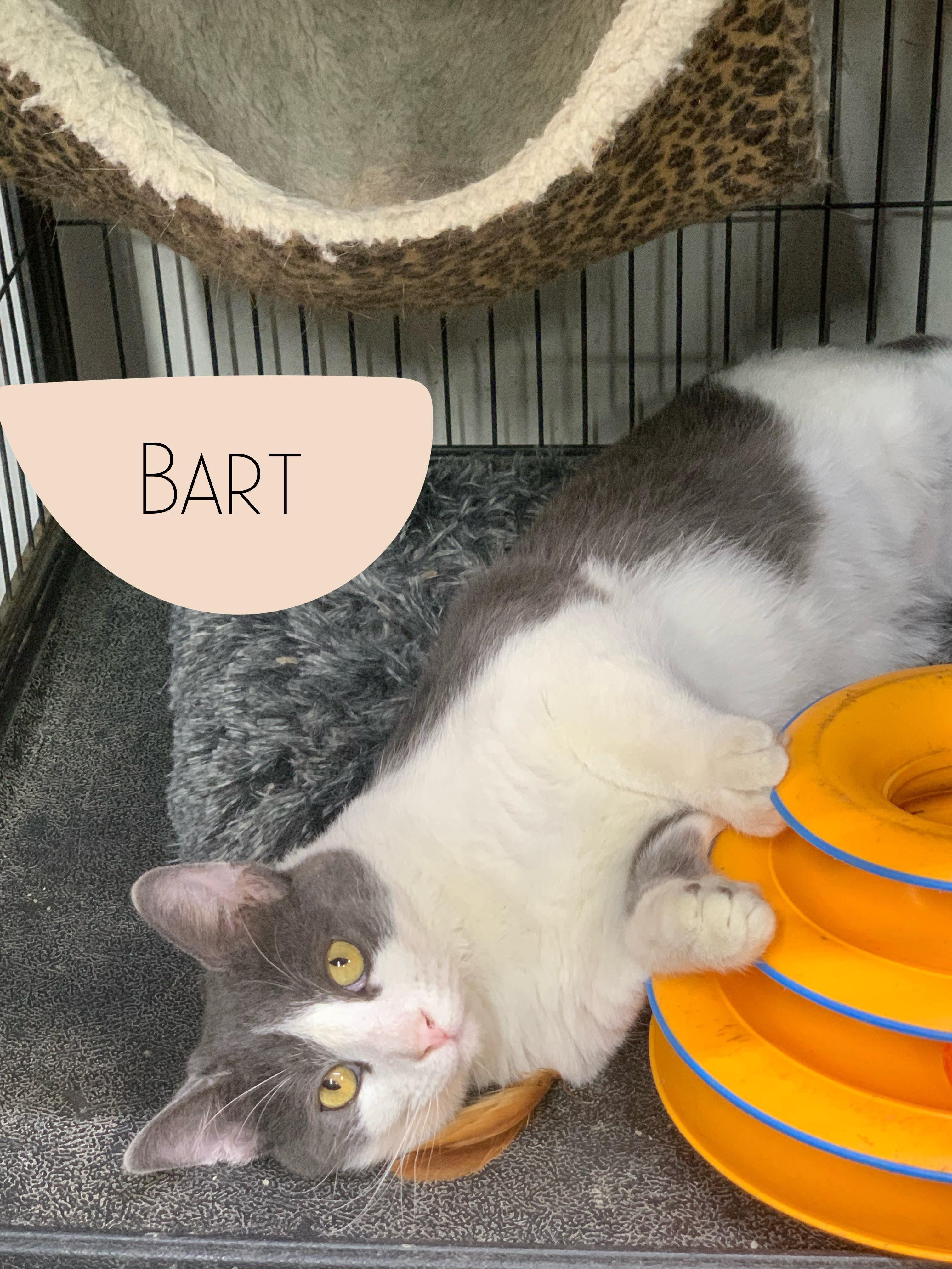 Bart, a Adoptable Domestic Short Hair in Independence, IA image 2/2