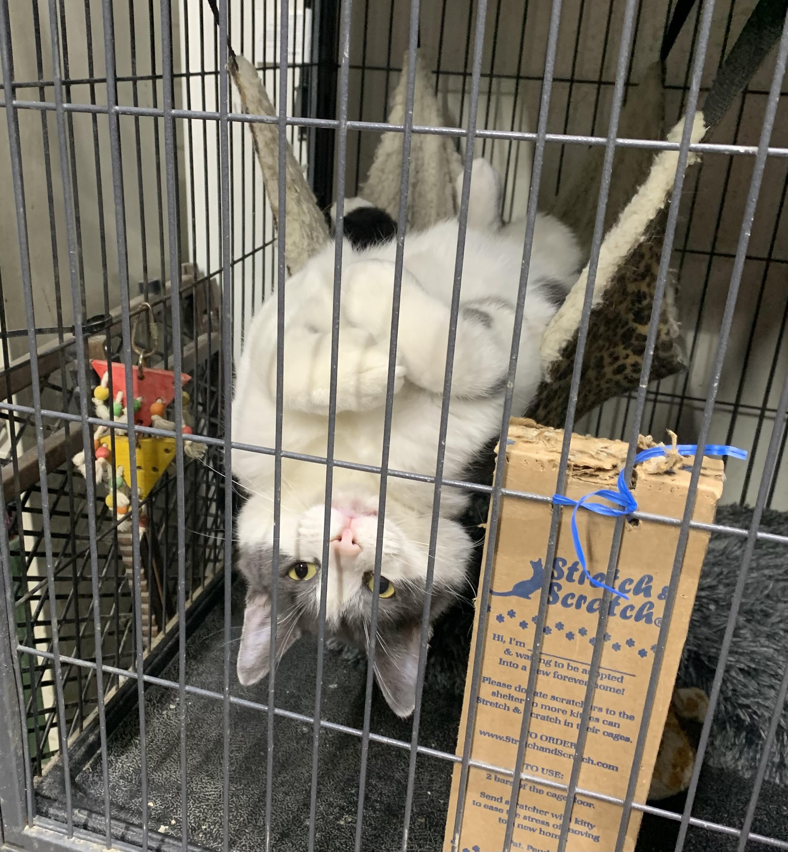 Bart, Adoptable, Adult Male Domestic Short Hair.