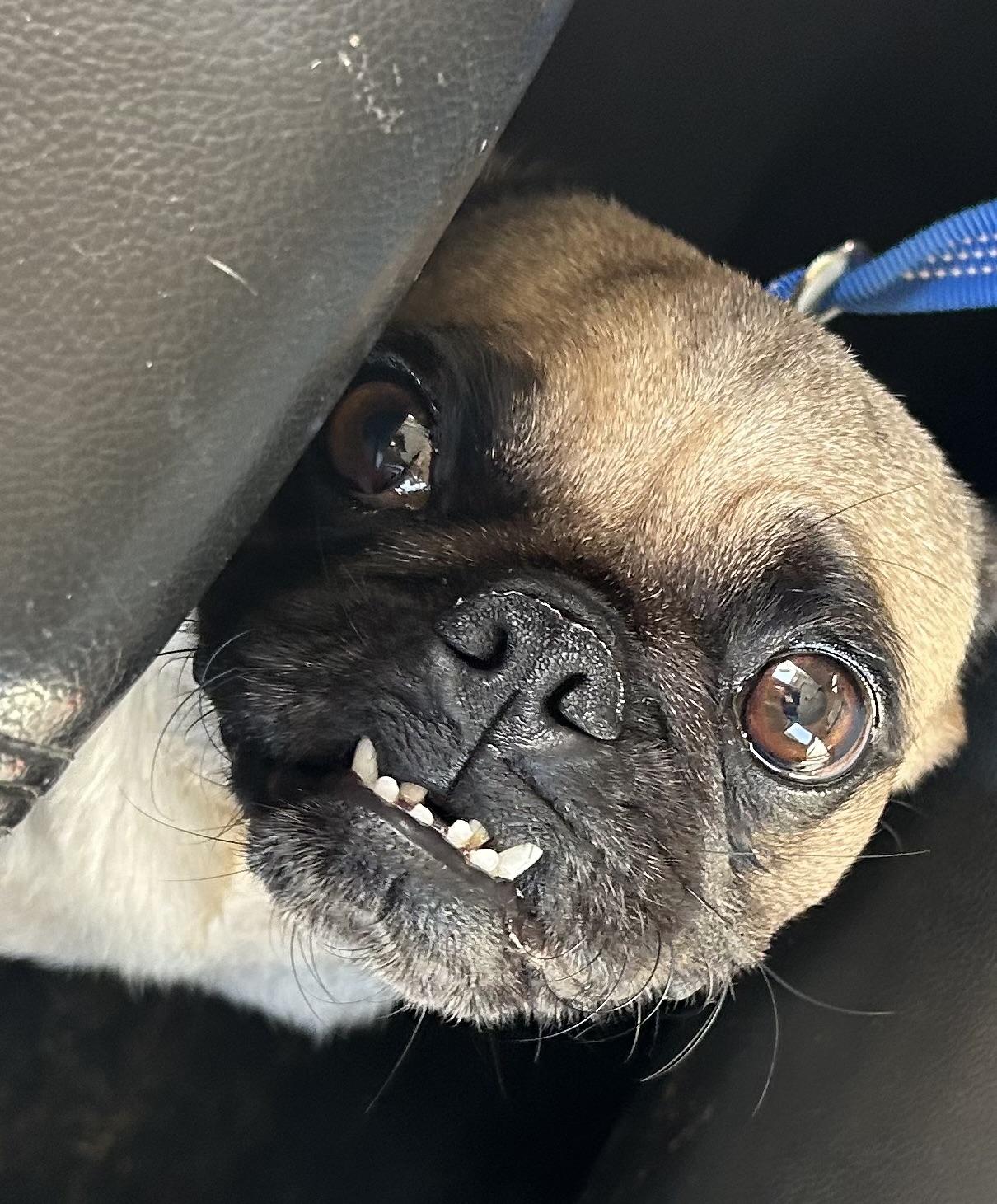 Enlarge Ale, a Adoptable Pug in San Diego, CA image 1/4
