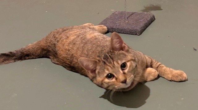 Enlarge Pirelli, a Adopted Domestic Short Hair in Shawnee, KS image 1/3