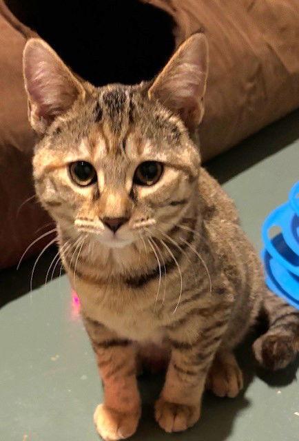 Enlarge Pirelli, a Adopted Domestic Short Hair in Shawnee, KS image 2/3