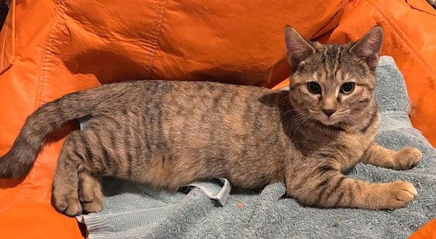 Enlarge Pirelli, a Adopted Domestic Short Hair in Shawnee, KS image 3/3