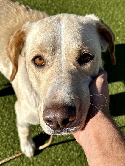 Navi, a Adoptable mixed breed in Wichita, KS image 1/3