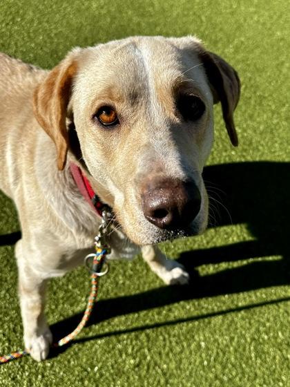 Navi, a Adoptable mixed breed in Wichita, KS image 2/3