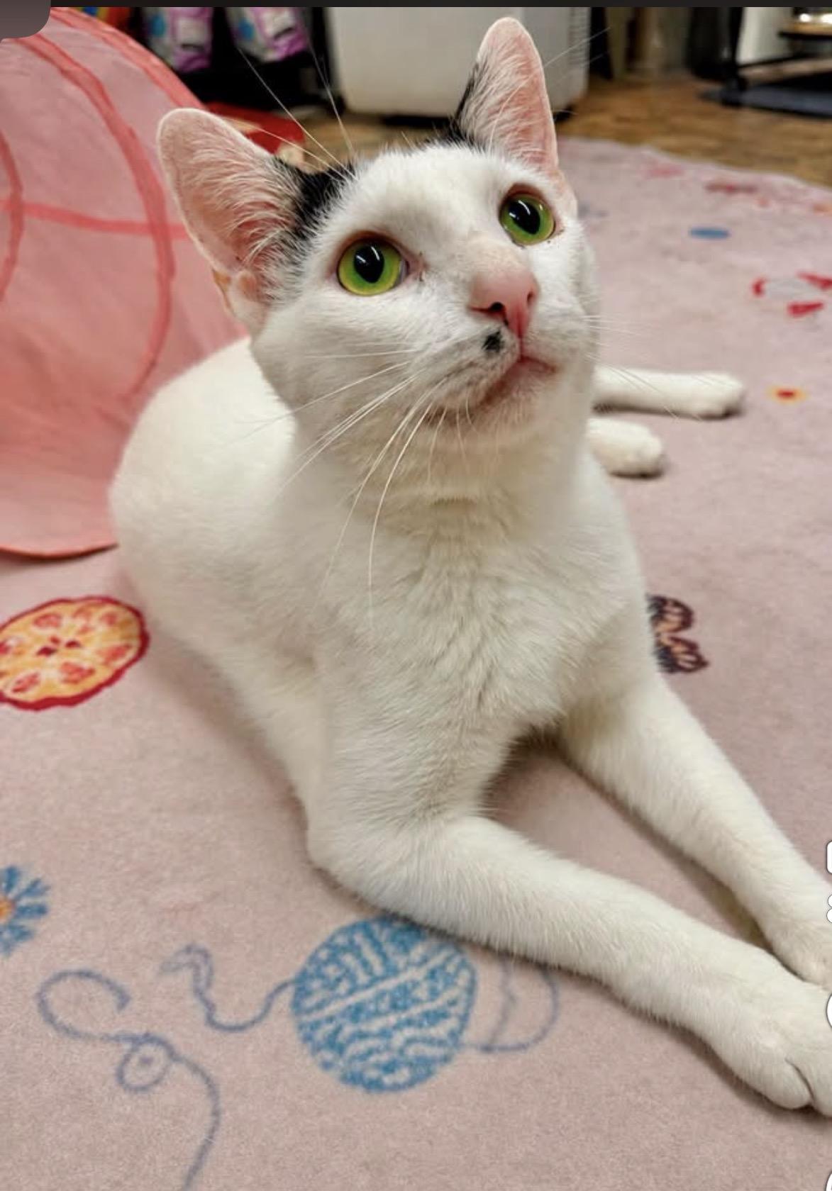 Enlarge Abe, a Adoptable Domestic Short Hair in Webster, NY image 2/3