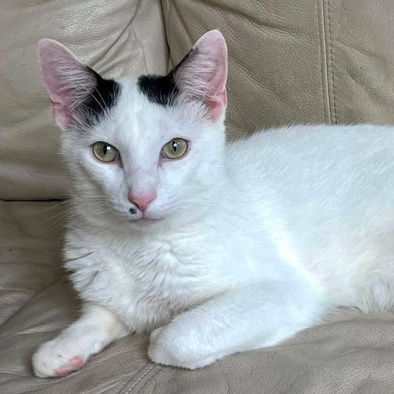 Enlarge Abe, a Adoptable Domestic Short Hair in Webster, NY image 2/2