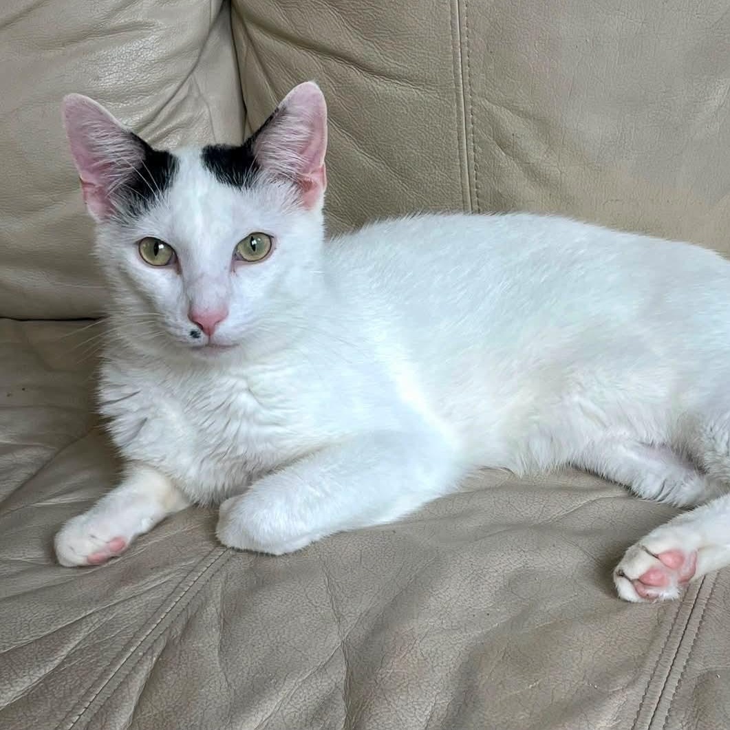 Abe, Adoptable, Adult Male Domestic Short Hair.