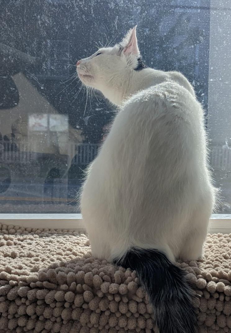 Enlarge Abe, a Adoptable Domestic Short Hair in Webster, NY image 3/3