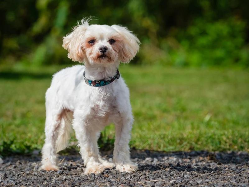 Enlarge Holly, a Adoptable mixed breed in Pointe-Fortune, QC image 2/3
