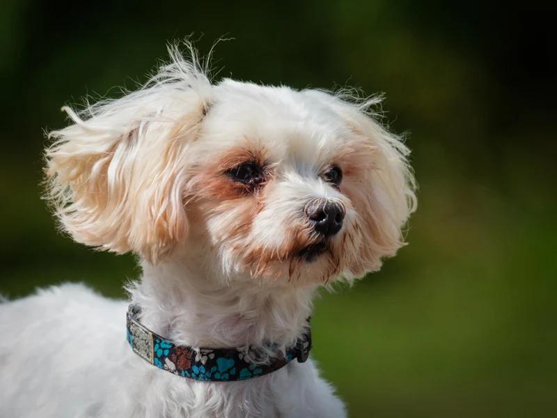 Holly, Adoptable, Adult Female Maltese.