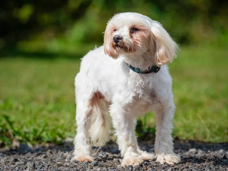 Enlarge Holly, a Adoptable mixed breed in Pointe-Fortune, QC image 3/3
