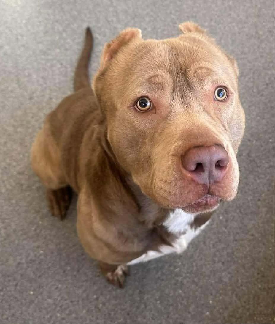 Enlarge Arnold, a Adoptable Pit Bull Terrier in Covington, VA image 1/1