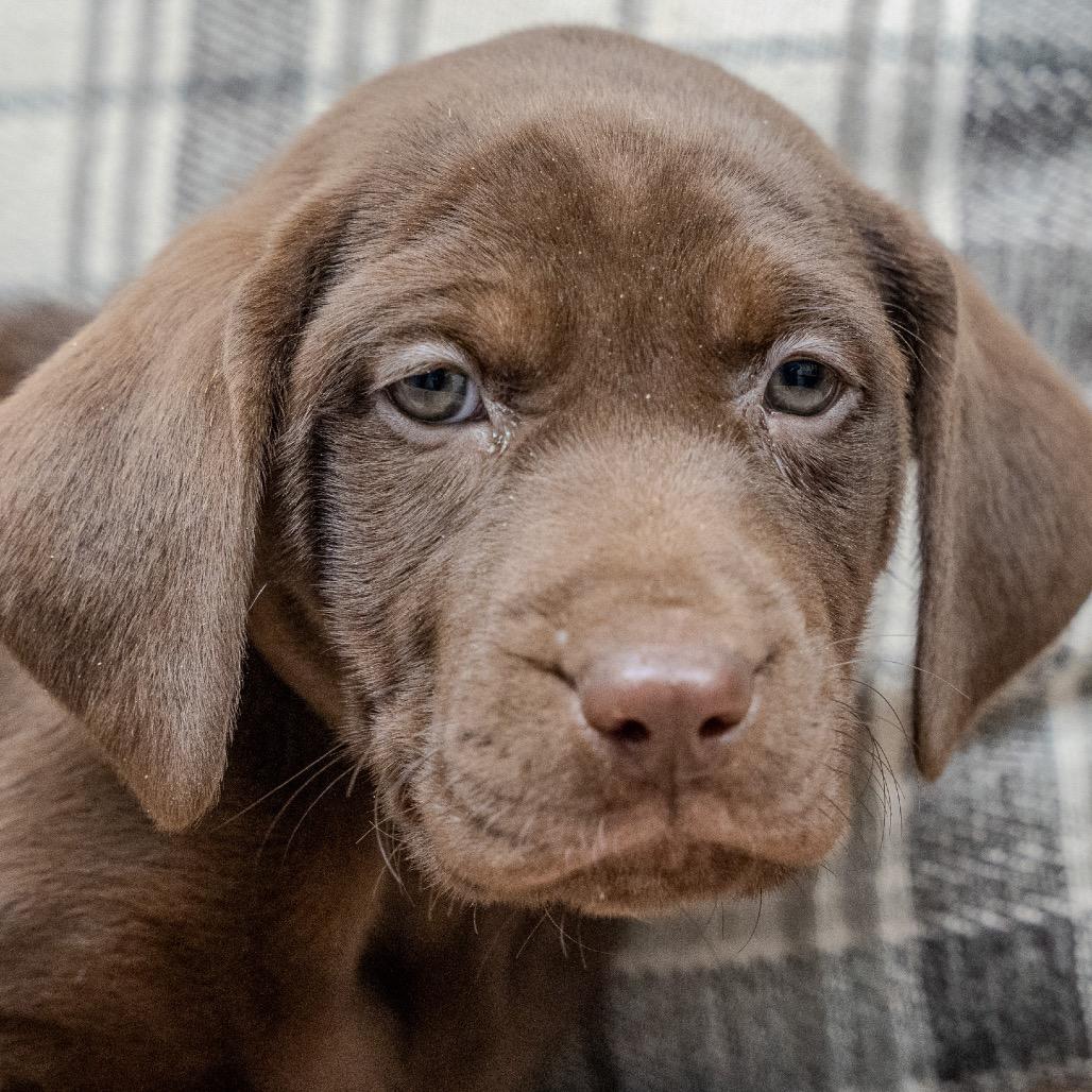 Rose, a Adoptable mixed breed in Pawling, NY image 1/6