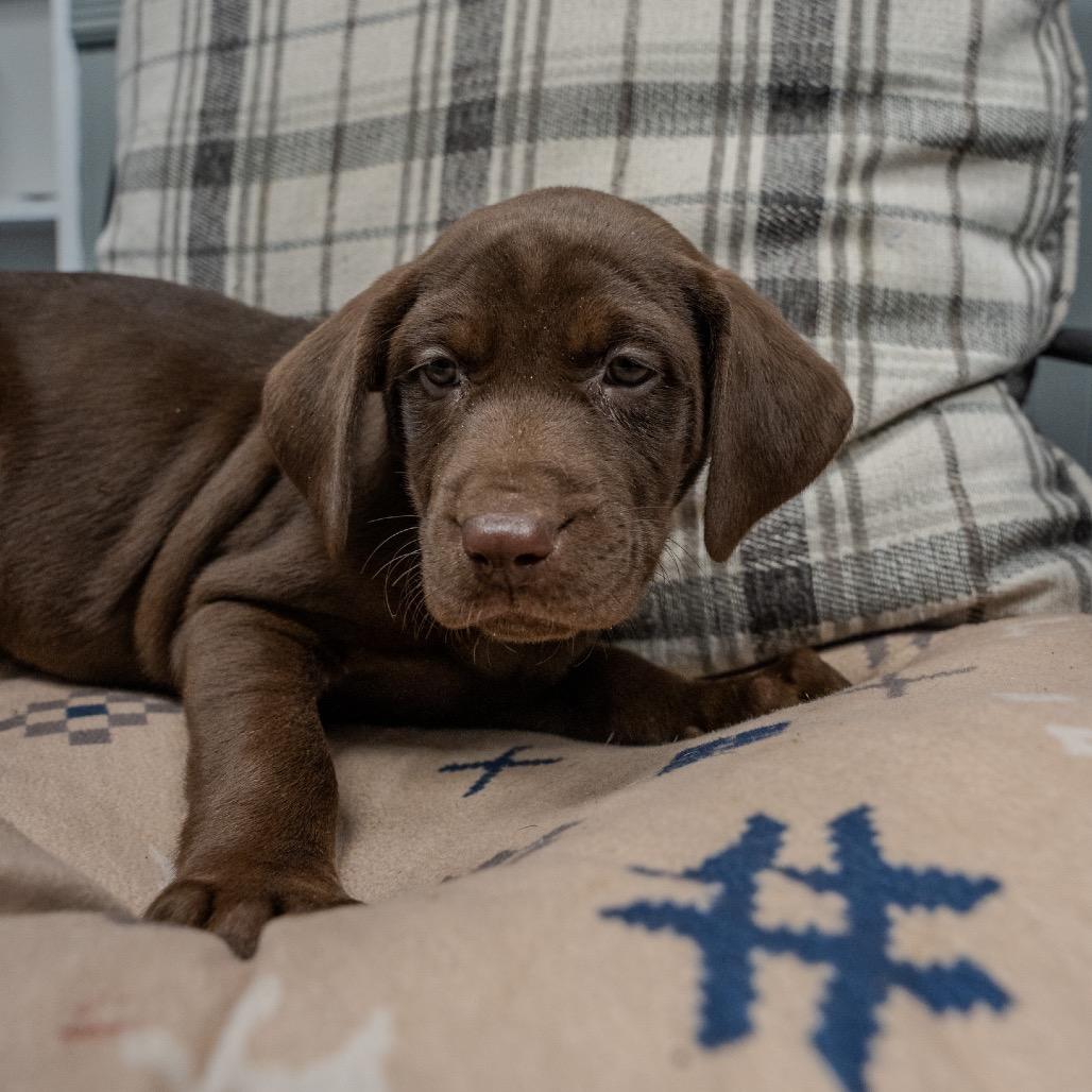 Rose, a Adoptable mixed breed in Pawling, NY image 2/6