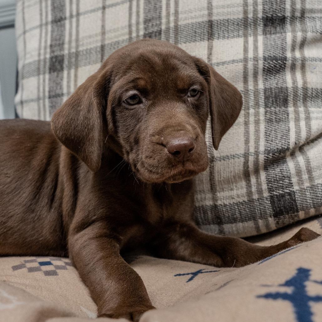 Rose, a Adoptable mixed breed in Pawling, NY image 3/6