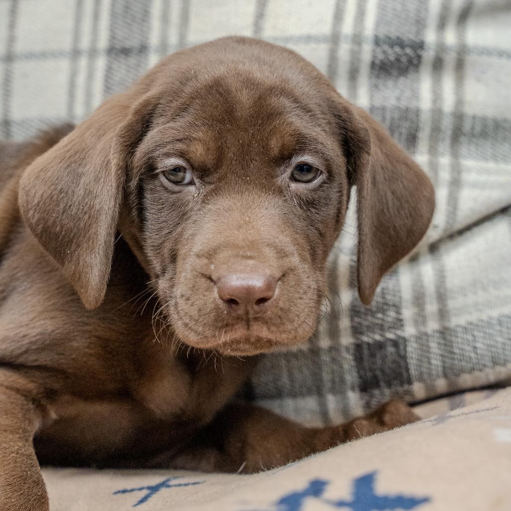 Rose, a Adoptable mixed breed in Pawling, NY image 4/6