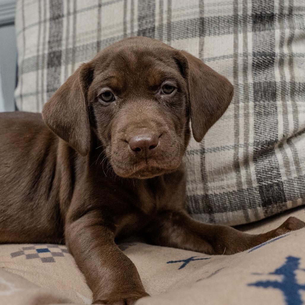 Rose, a Adoptable mixed breed in Pawling, NY image 5/6