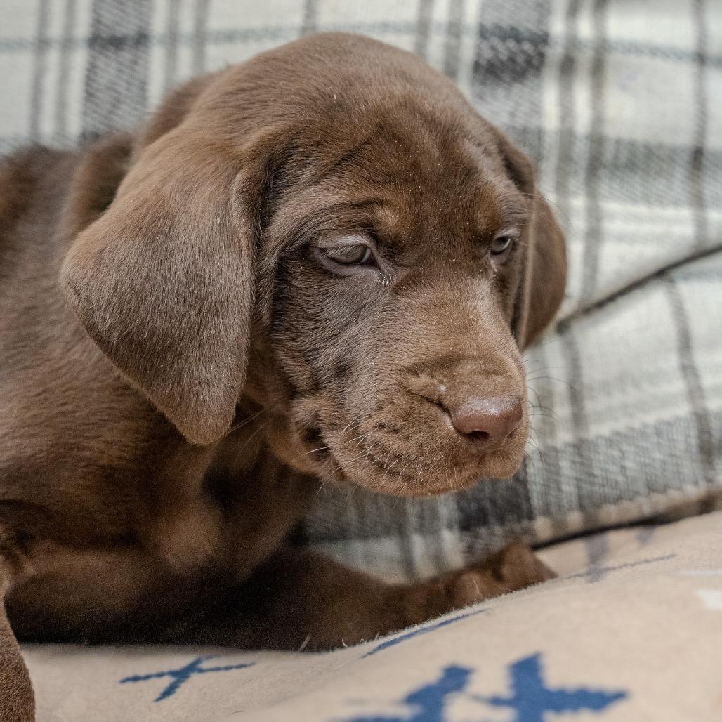 Rose, a Adoptable mixed breed in Pawling, NY image 6/6