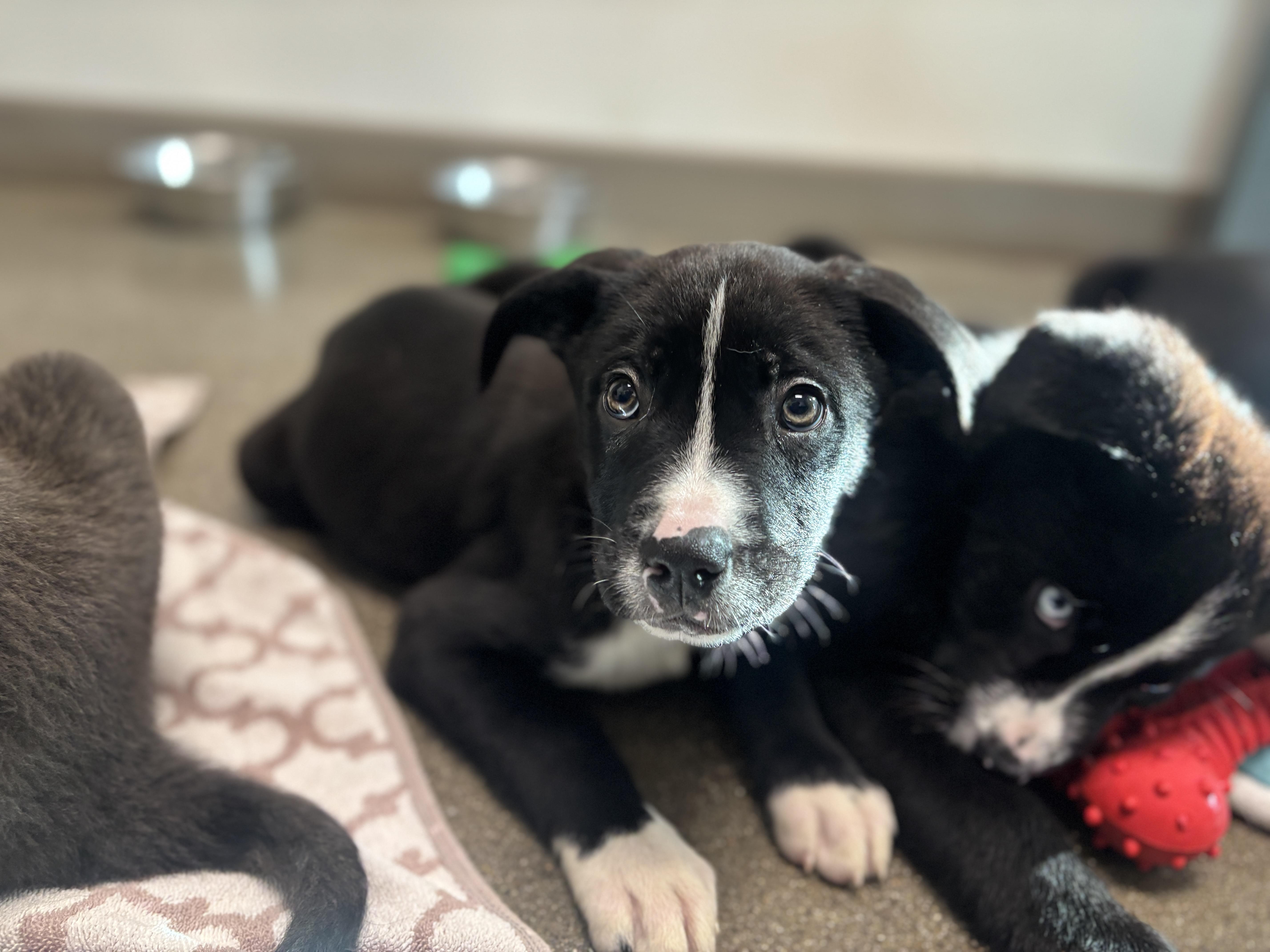 Shuffles, Adopted, Young Male Australian Cattle Dog / Blue Heeler.