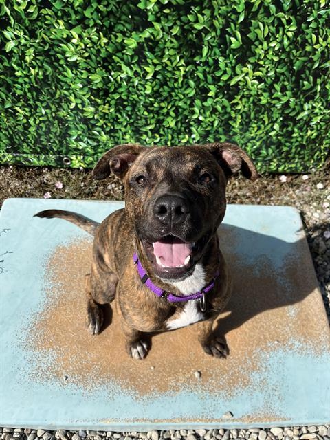 Enlarge GRUFFI*, a Adoptable mixed breed in Santa Cruz, CA image 1/1