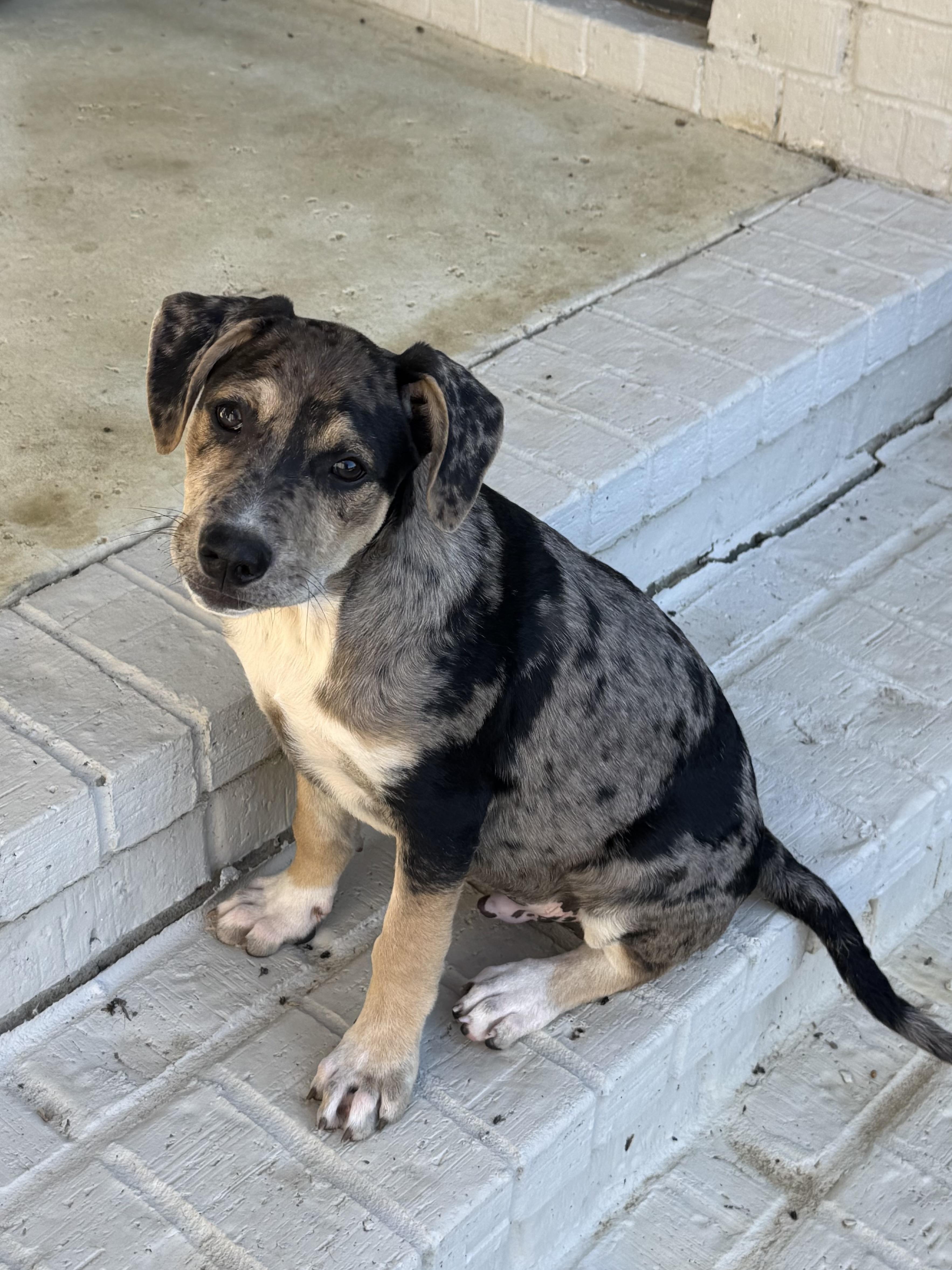 Vandy, a Adoptable mixed breed in Mount Juliet, TN image 1/6