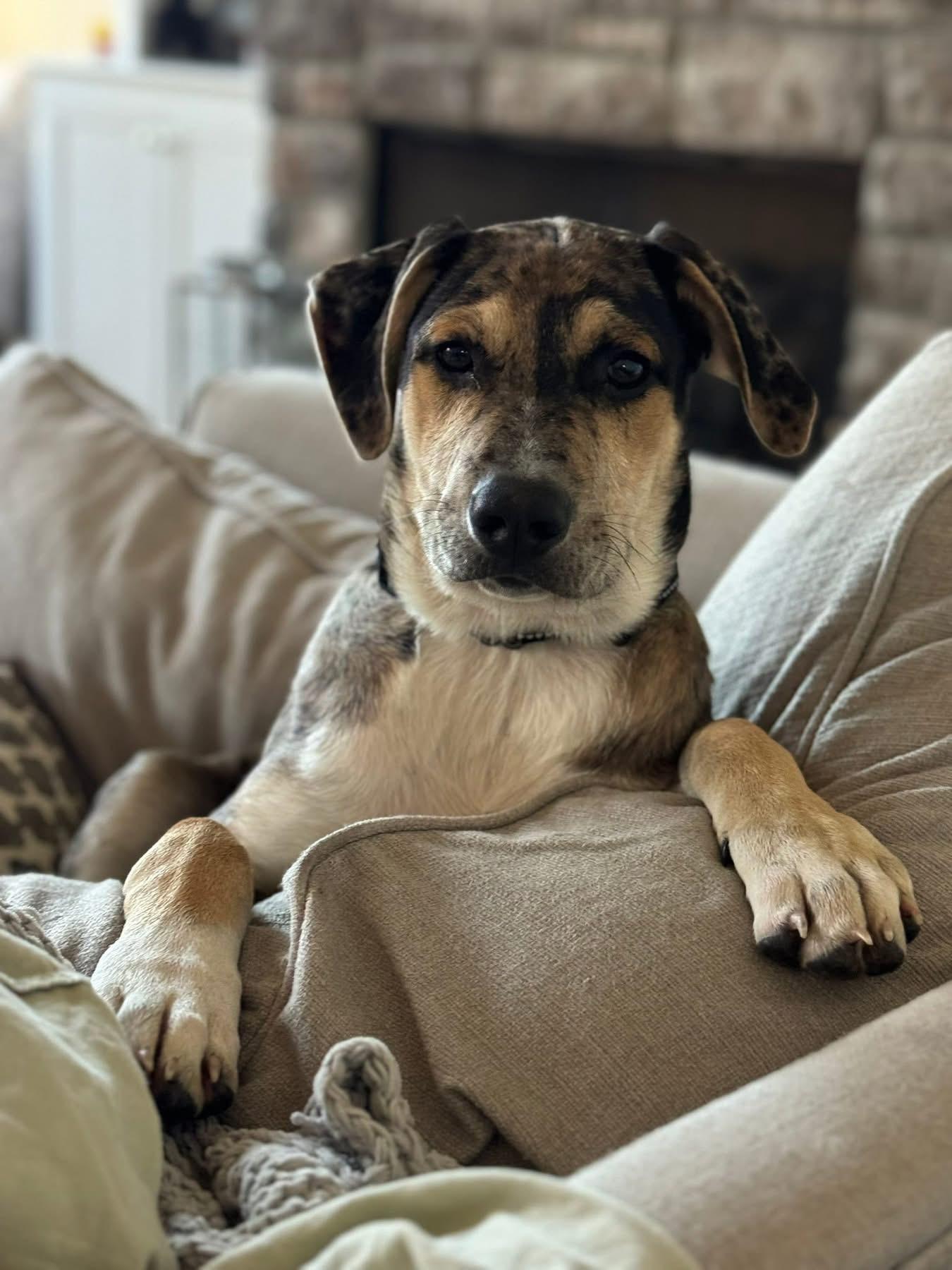 Vandy, a Adoptable mixed breed in Mount Juliet, TN image 2/6