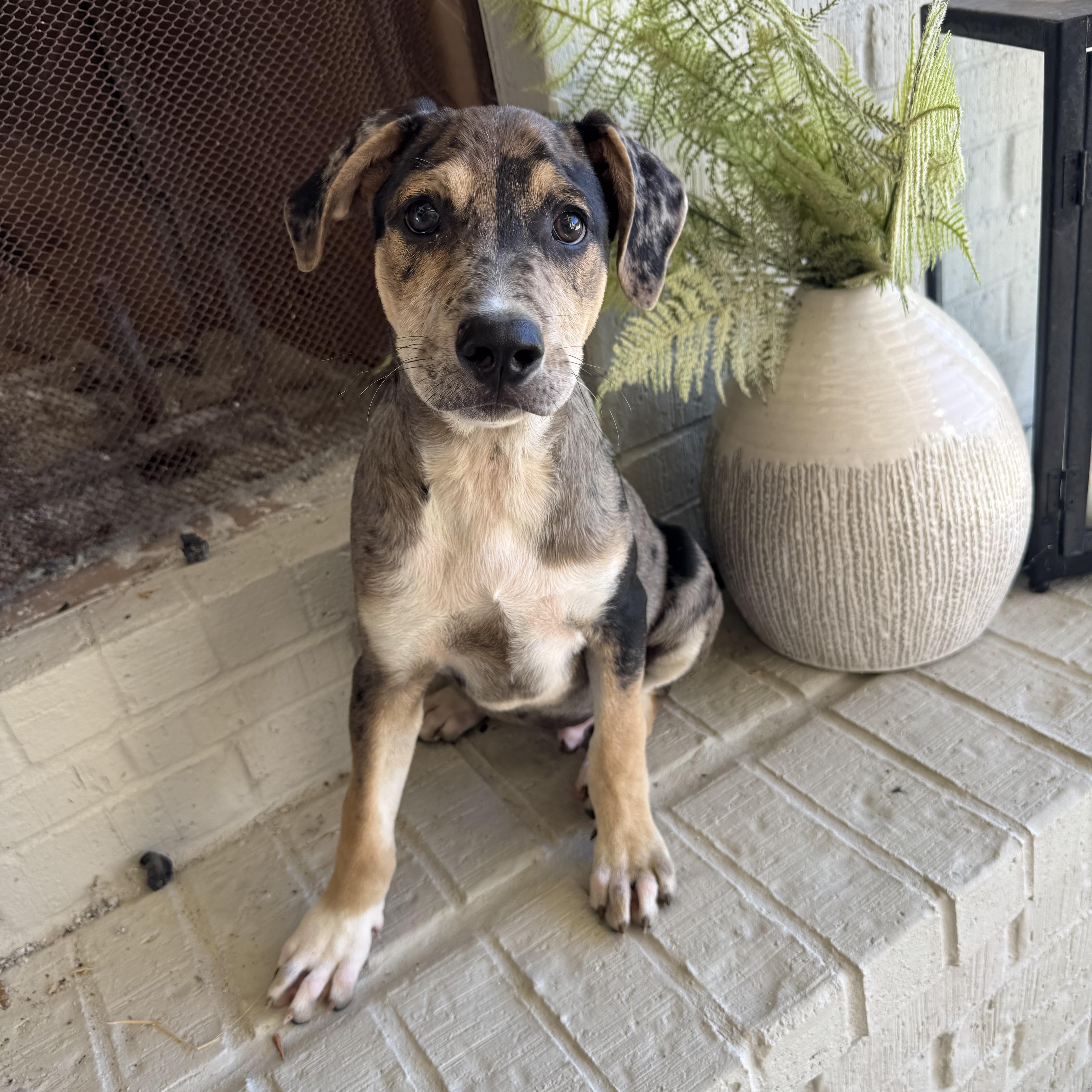 Vandy, a Adoptable mixed breed in Mount Juliet, TN image 3/6