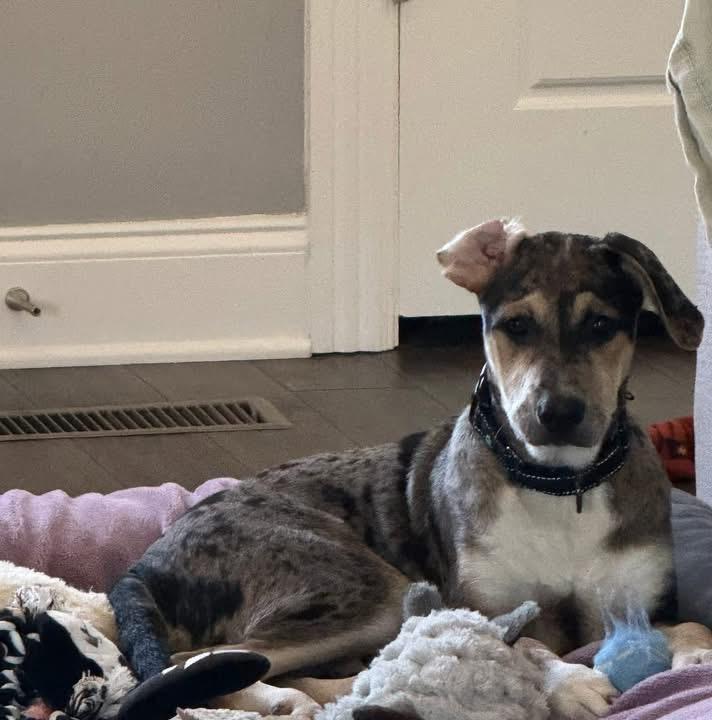 Vandy, a Adoptable mixed breed in Mount Juliet, TN image 4/6