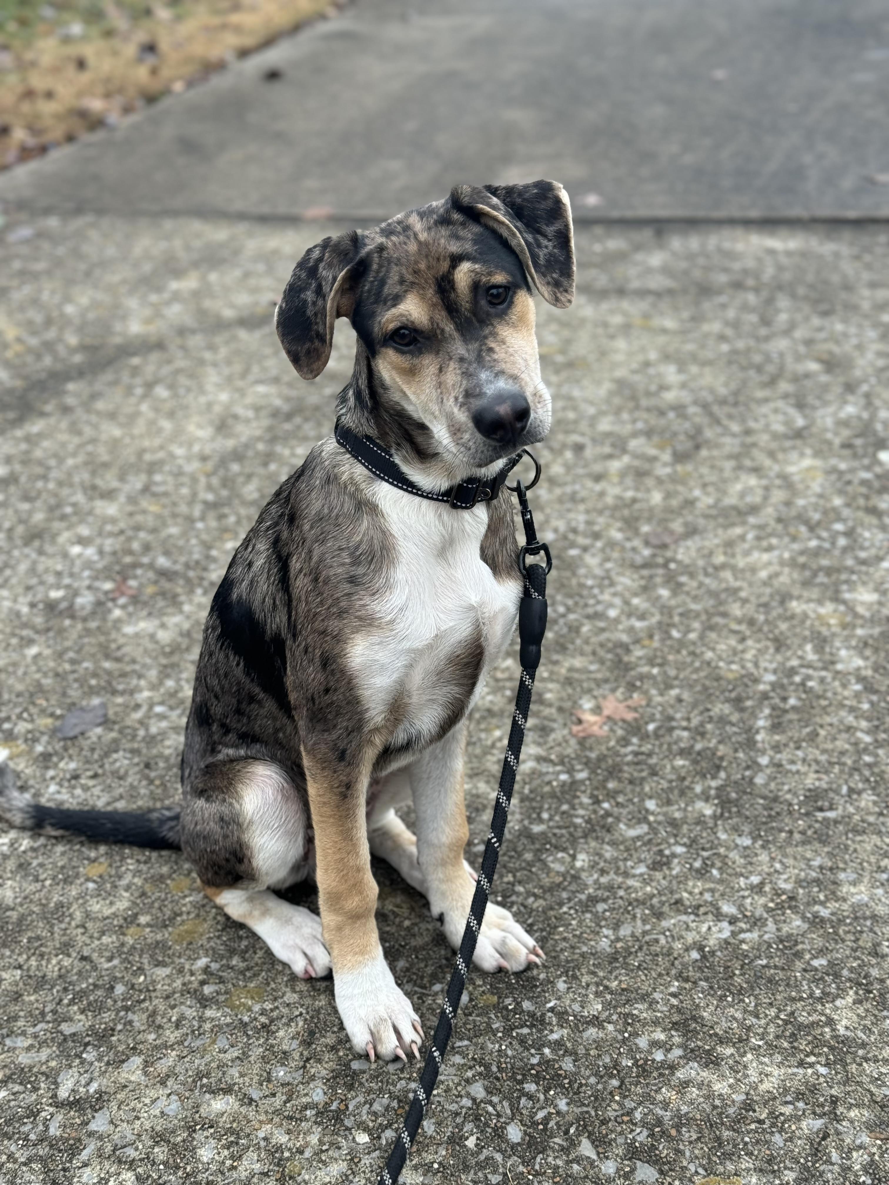 Vandy, a Adoptable mixed breed in Mount Juliet, TN image 5/6
