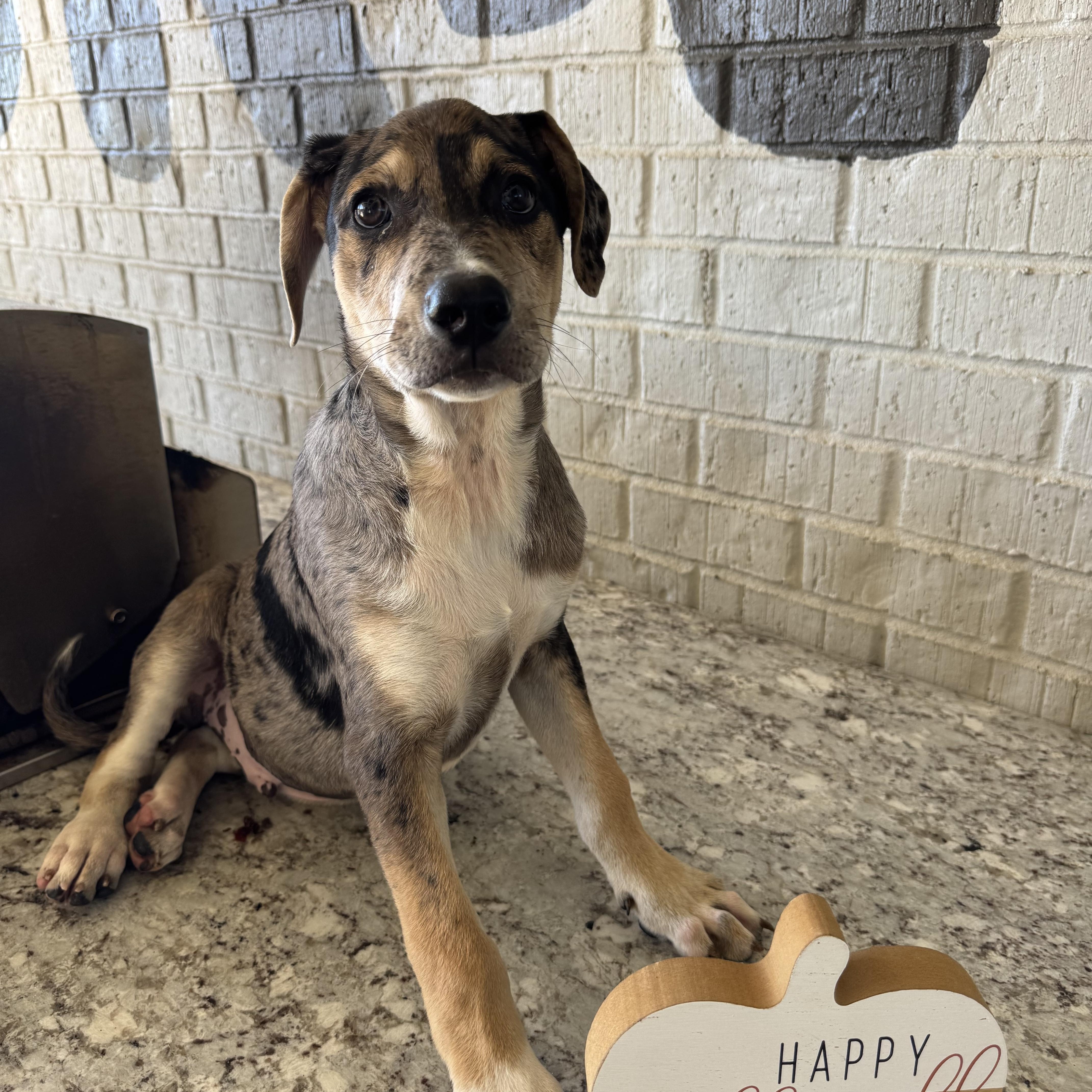 Vandy, a Adoptable mixed breed in Mount Juliet, TN image 6/6