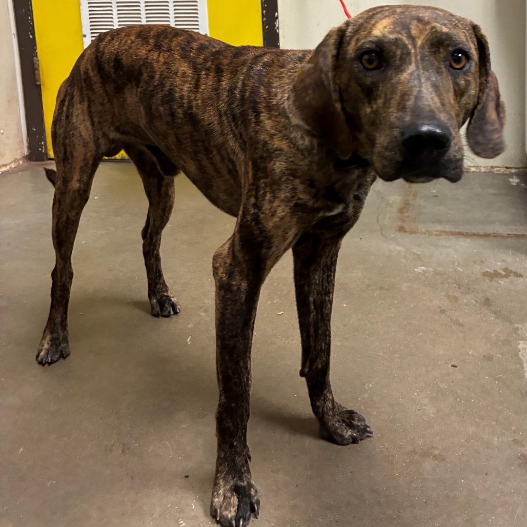 Fred, Adoptable, Adult Male Hound.