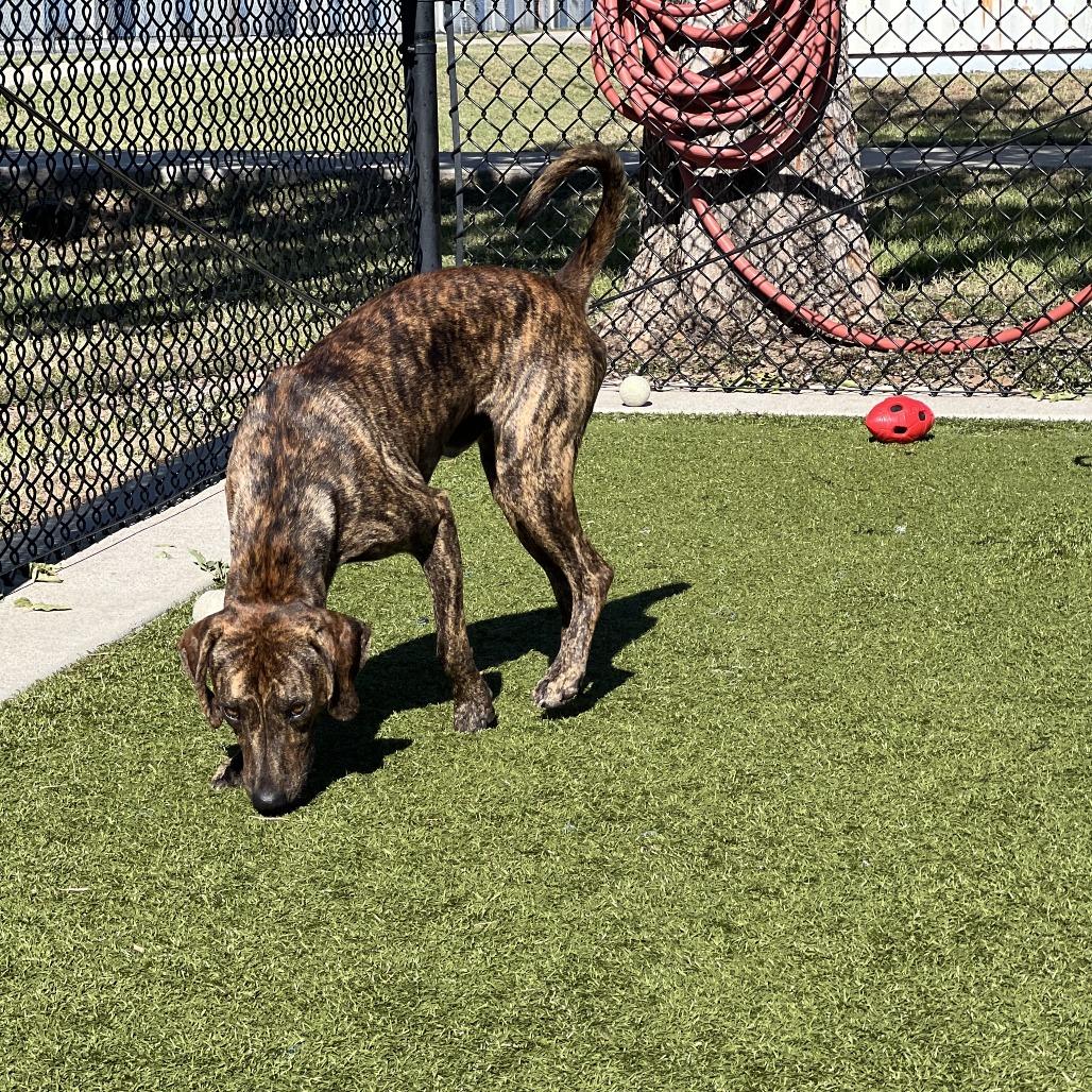 Enlarge Fred, a Adoptable mixed breed in Bryan, TX image 2/6