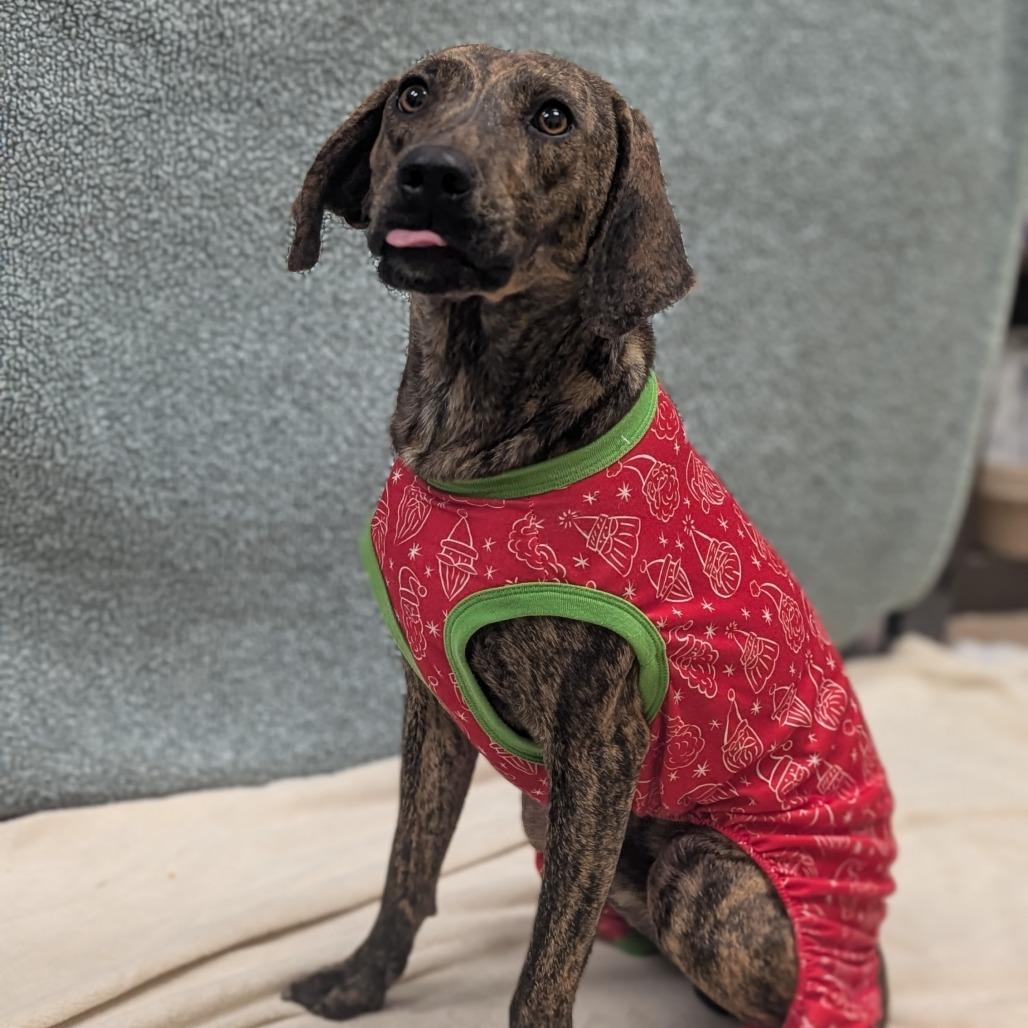 Enlarge Fred, a Adoptable mixed breed in Bryan, TX image 3/6