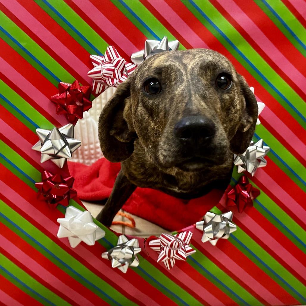 Enlarge Fred, a Adoptable mixed breed in Bryan, TX image 4/6