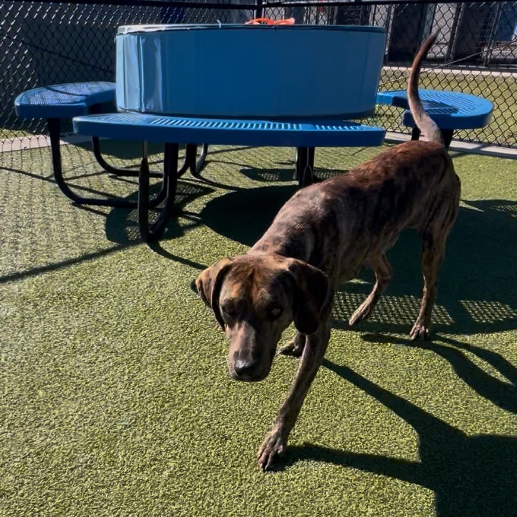 Enlarge Fred, a Adoptable mixed breed in Bryan, TX image 5/6