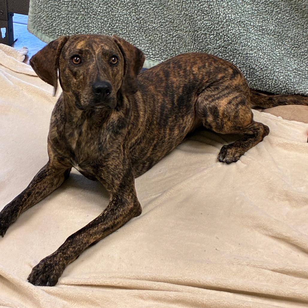 Enlarge Fred, a Adoptable mixed breed in Bryan, TX image 5/6