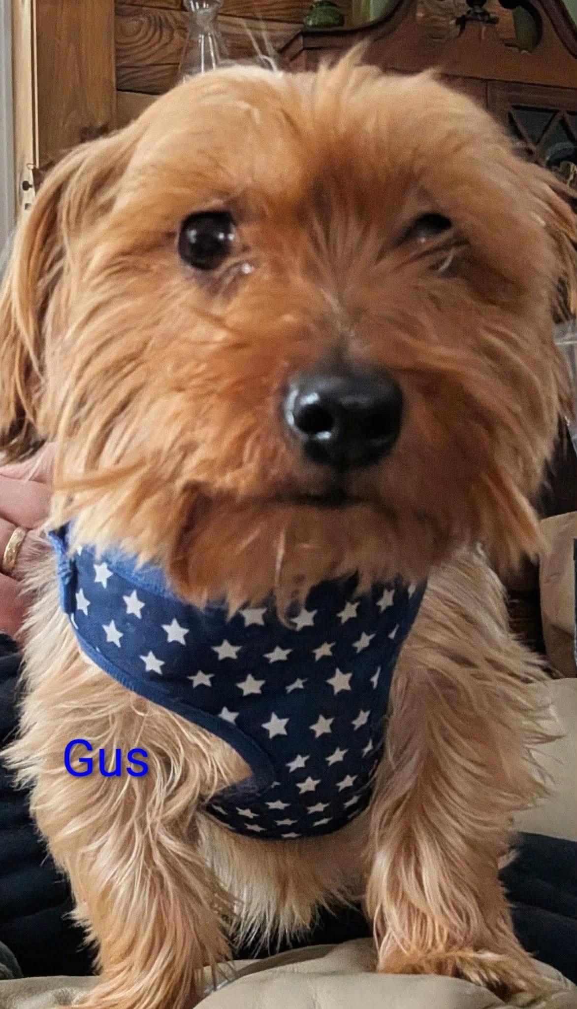 Gus, ADOPTABLE, Adult Male Yorkshire Terrier.