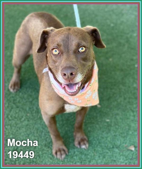Matcha(851), Adoptable, Adult Female Labrador Retriever & Dachshund.