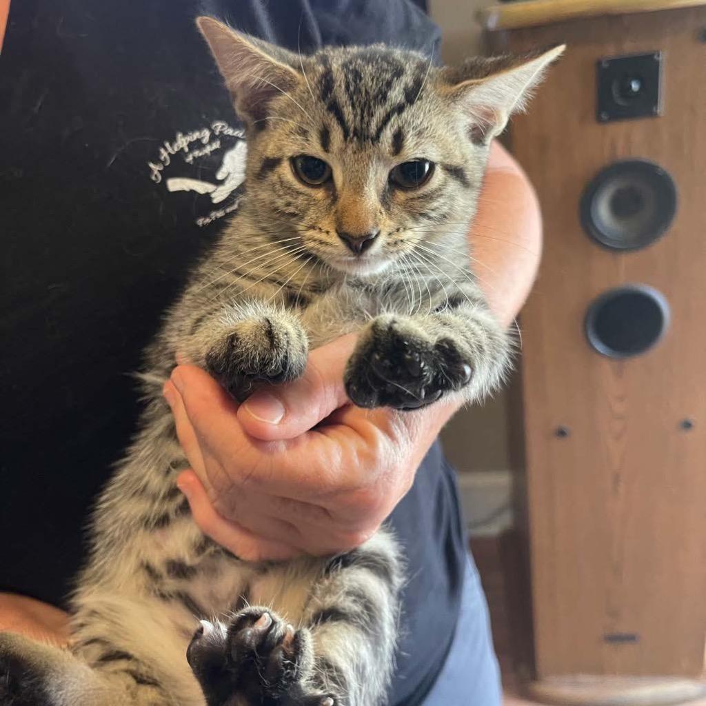 Fern, ADOPTABLE, Kitten Male Domestic Short Hair.