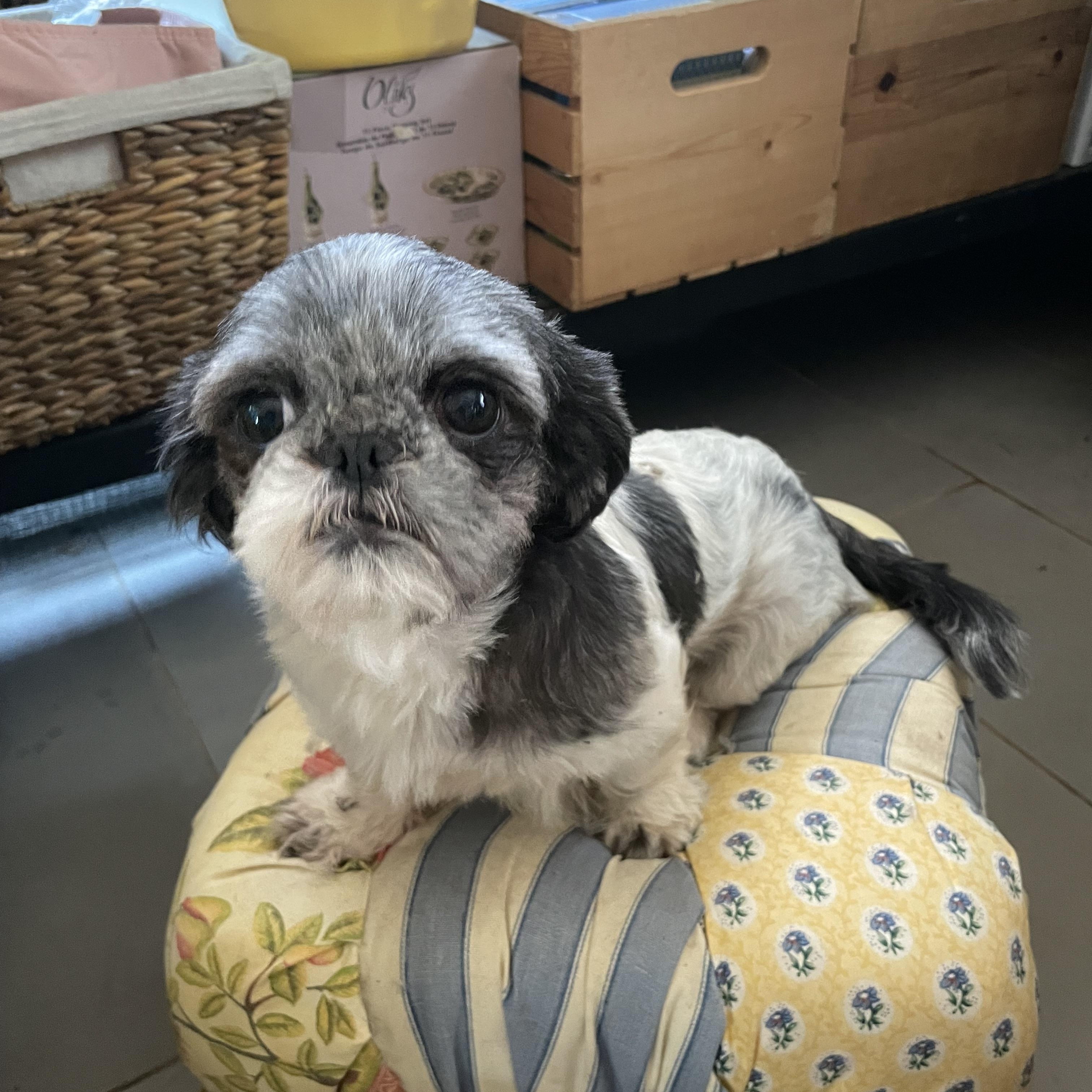 Molly, a Adopted Shih Tzu in San Diego, CA image 1/6