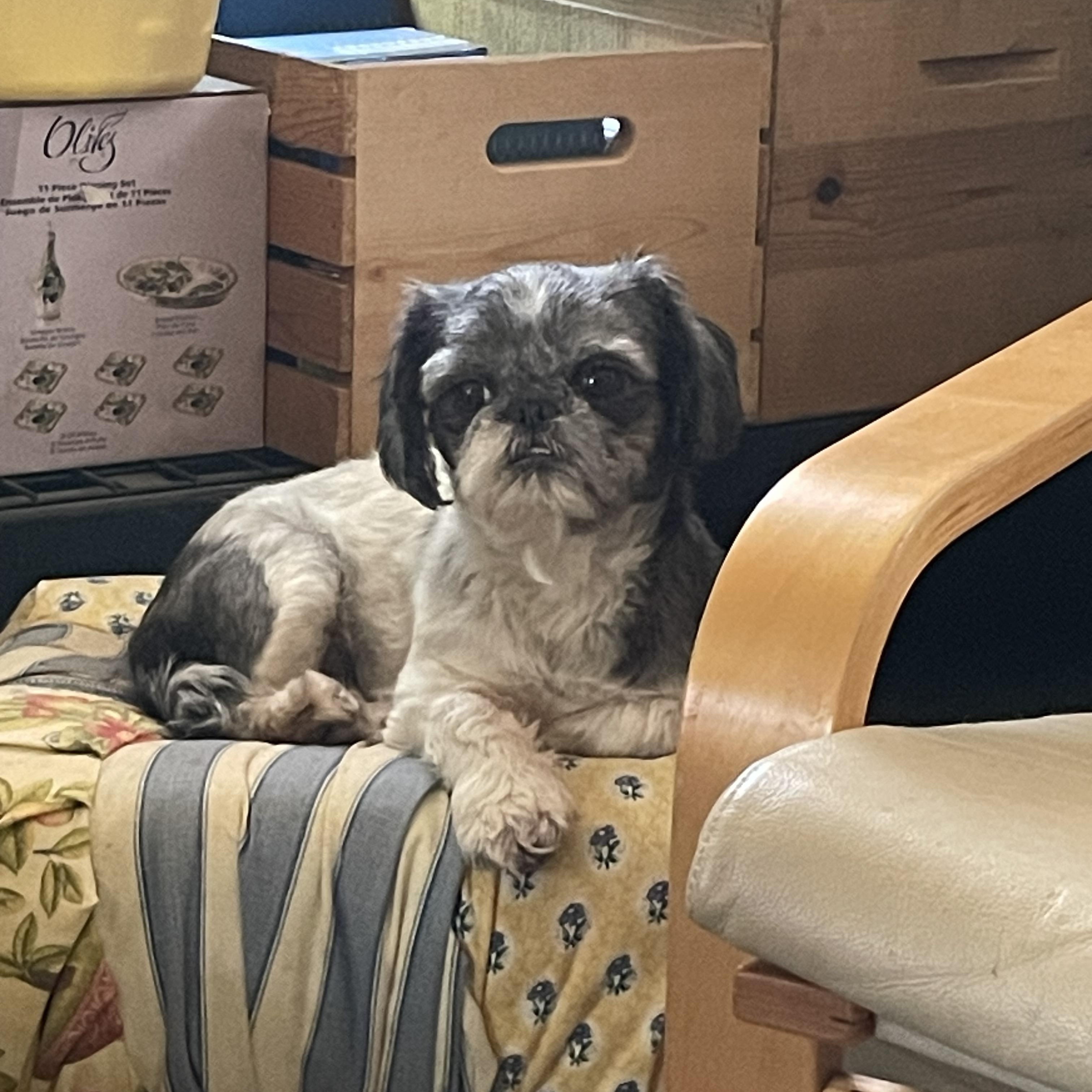 Molly, a Adopted Shih Tzu in San Diego, CA image 3/6