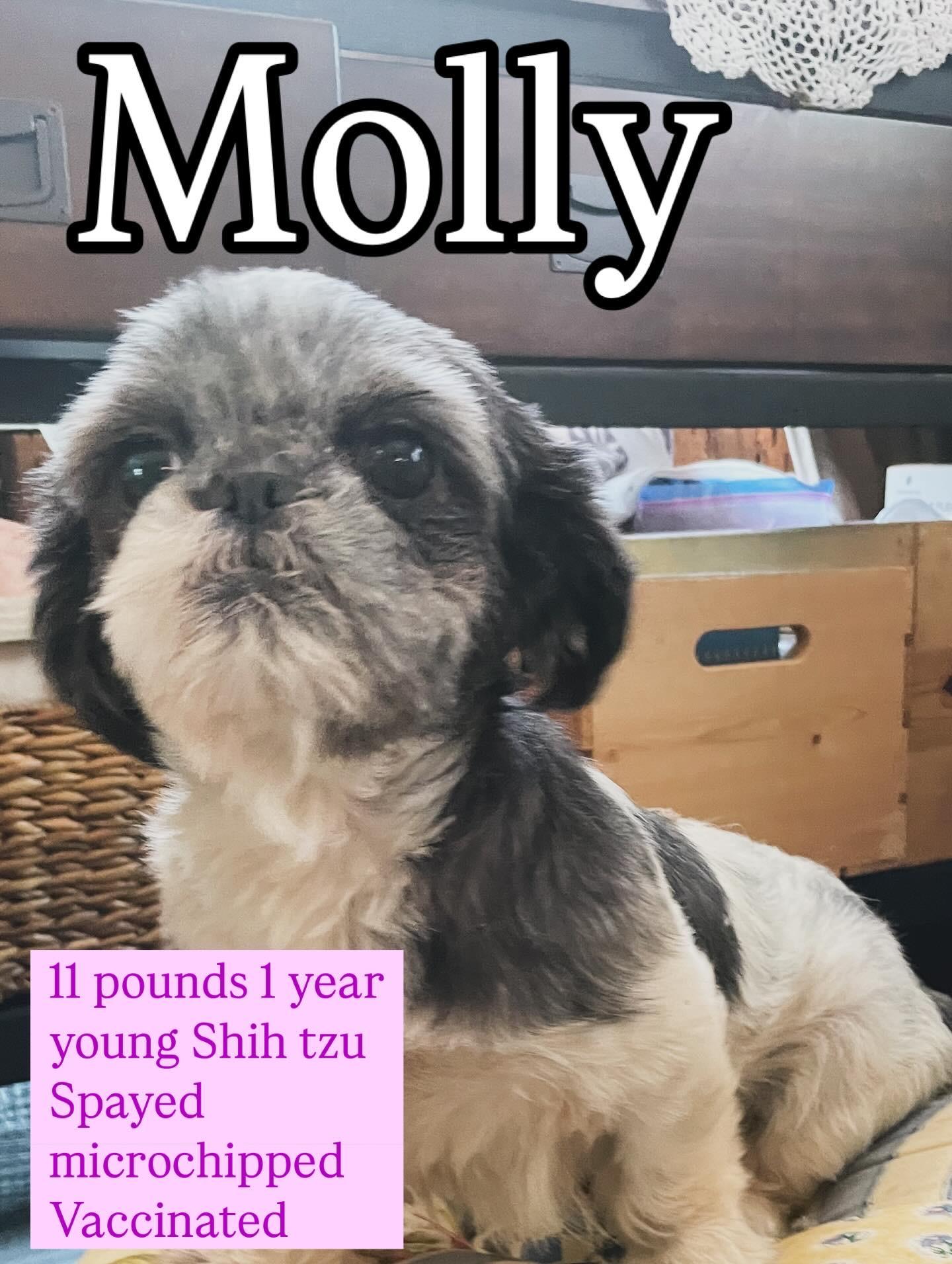 Molly, a Adopted Shih Tzu in San Diego, CA image 4/6